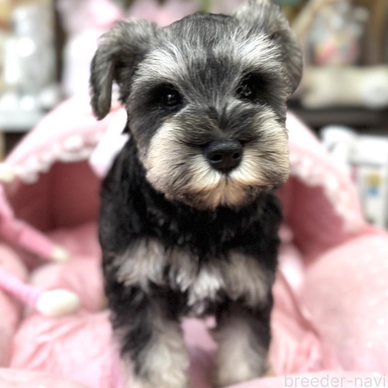 販売中の大阪府のミニチュアシュナウザー-448800の5枚目