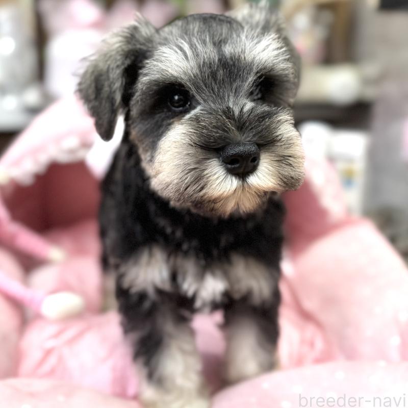 販売中の大阪府のミニチュアシュナウザー-448800の4枚目