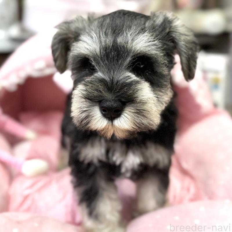 販売中の大阪府のミニチュアシュナウザー-448800の3枚目