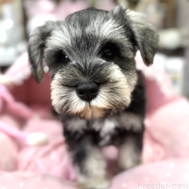 販売中の大阪府のミニチュアシュナウザー-448800の2枚目