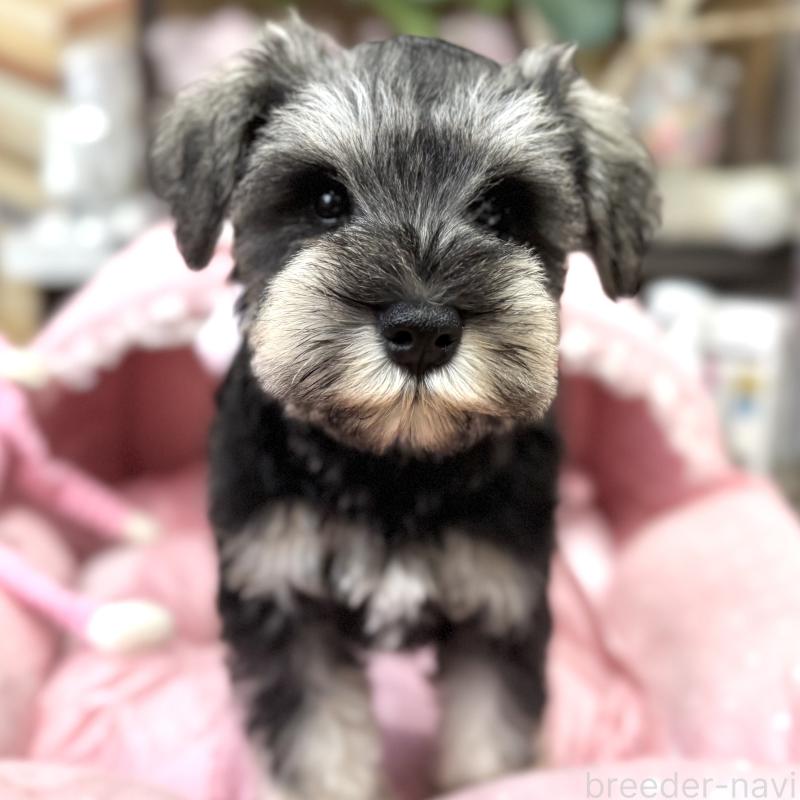 販売中の大阪府のミニチュアシュナウザー-448800