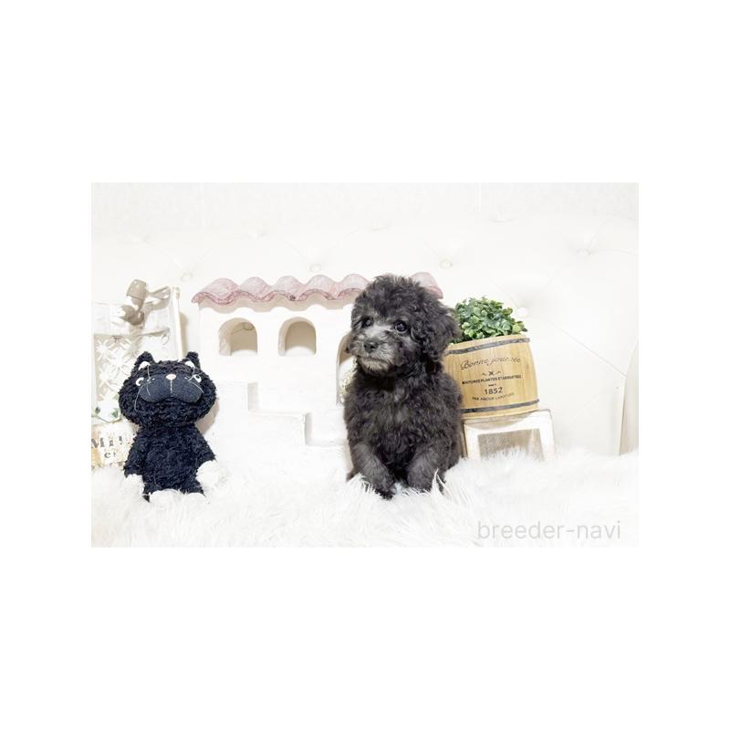 販売中の佐賀県のトイプードル-448801の4枚目