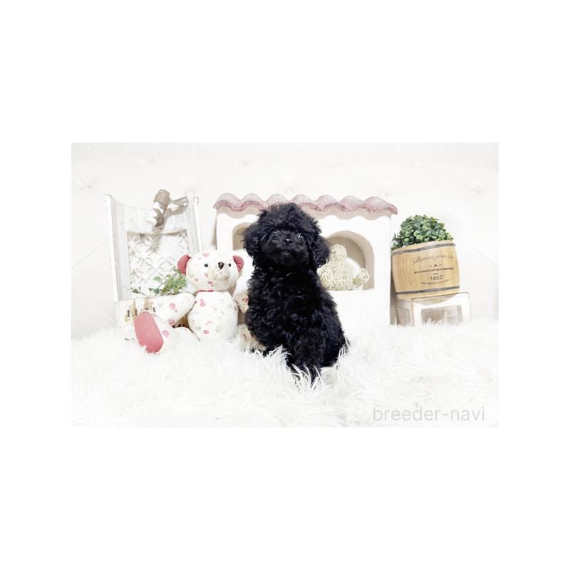 販売中の佐賀県のトイプードル-448802の5枚目