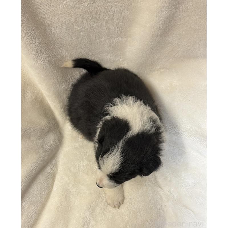 販売中の山口県のボーダーコリー-448804の4枚目