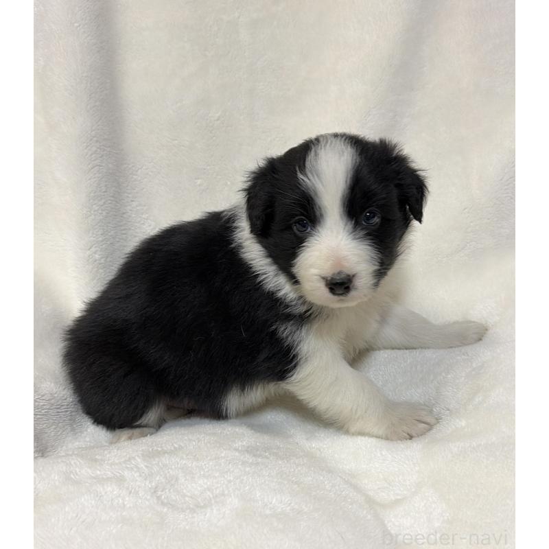 販売中の山口県のボーダーコリー-448804の3枚目