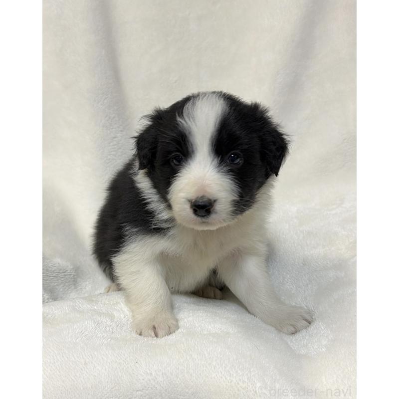 販売中の山口県のボーダーコリー-448804の2枚目