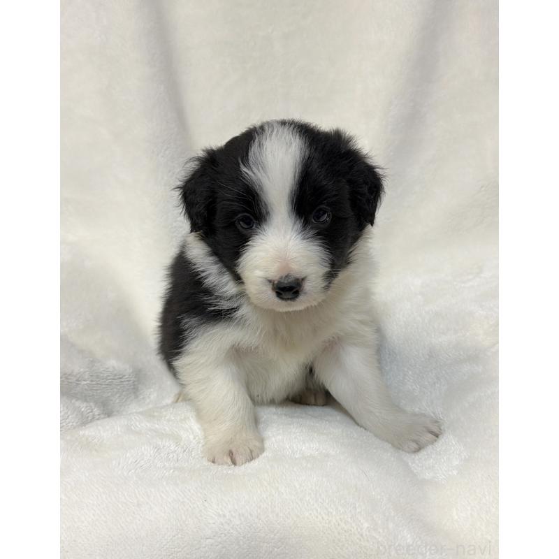 販売中の山口県のボーダーコリー-448804