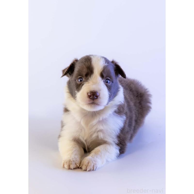 販売中の鹿児島県のボーダーコリー-448805の5枚目