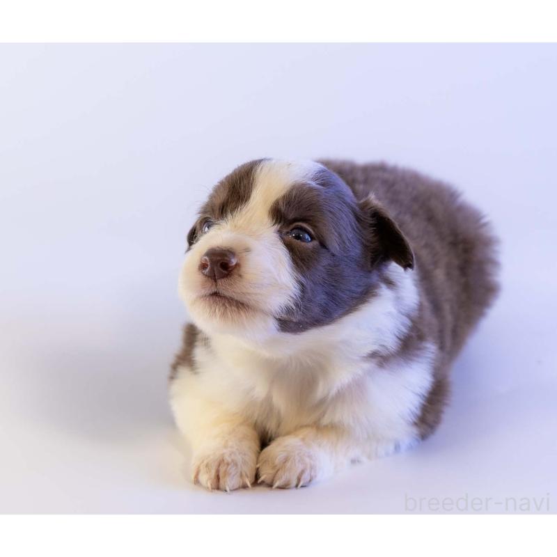 販売中の鹿児島県のボーダーコリー-448805の4枚目