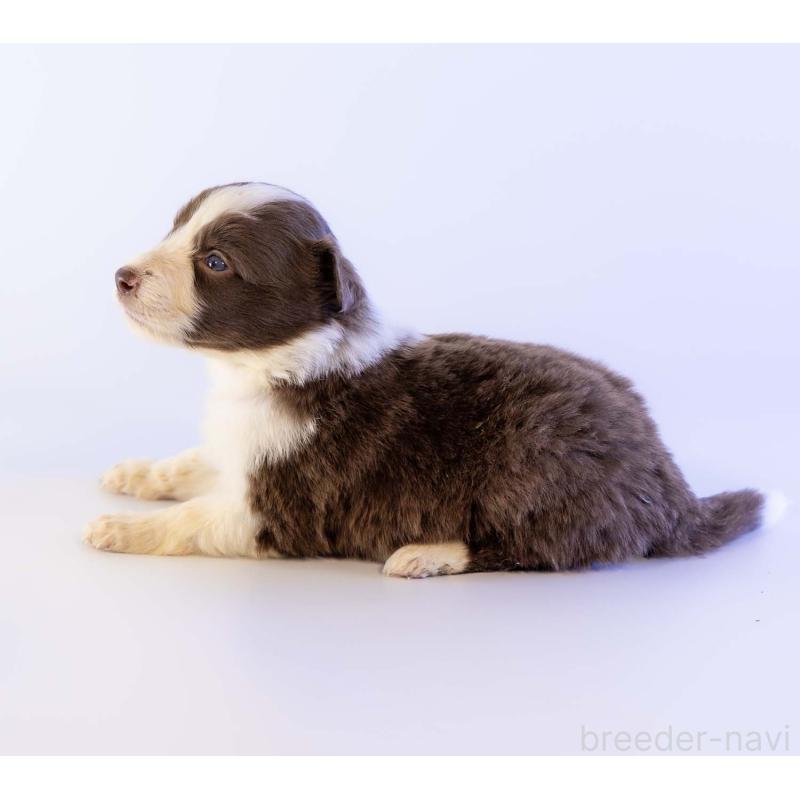 販売中の鹿児島県のボーダーコリー-448805の3枚目