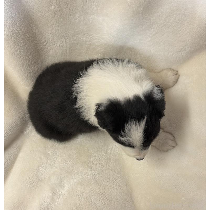 販売中の山口県のボーダーコリー-448806の4枚目