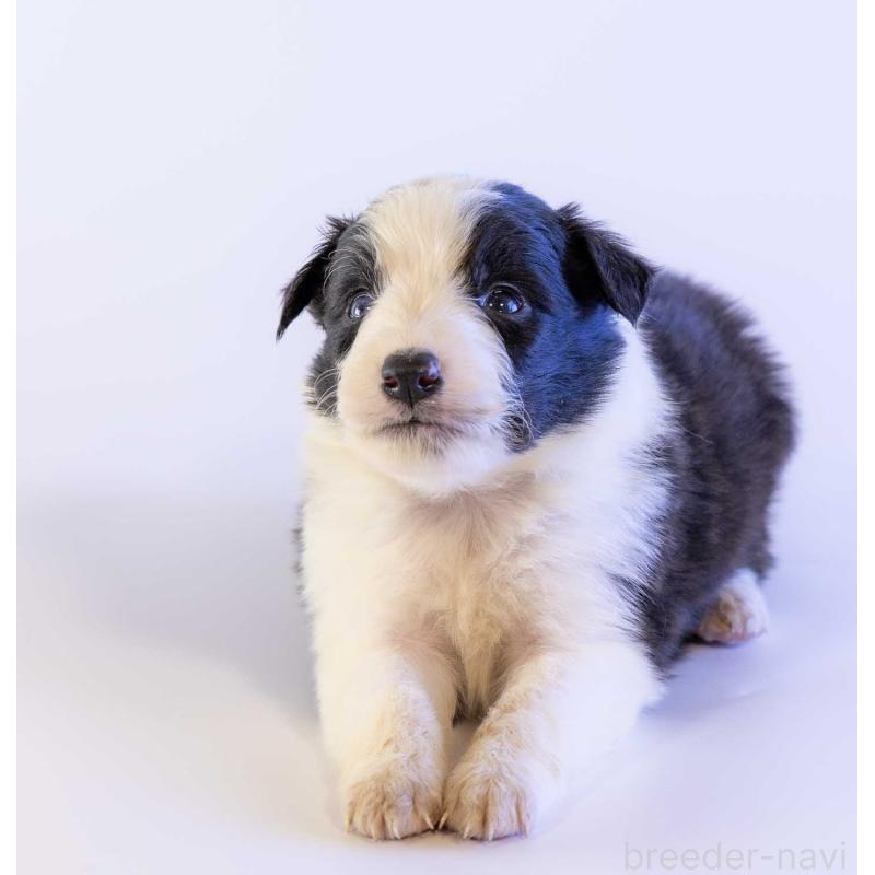 販売中の鹿児島県のボーダーコリー-448807の5枚目