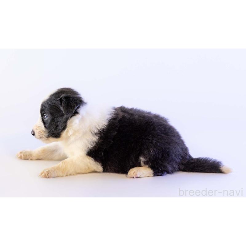 販売中の鹿児島県のボーダーコリー-448807の3枚目