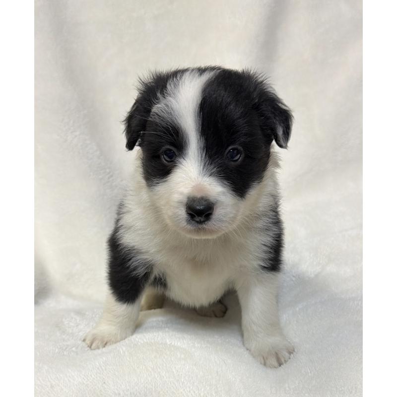 販売中の山口県のボーダーコリー-448806の3枚目