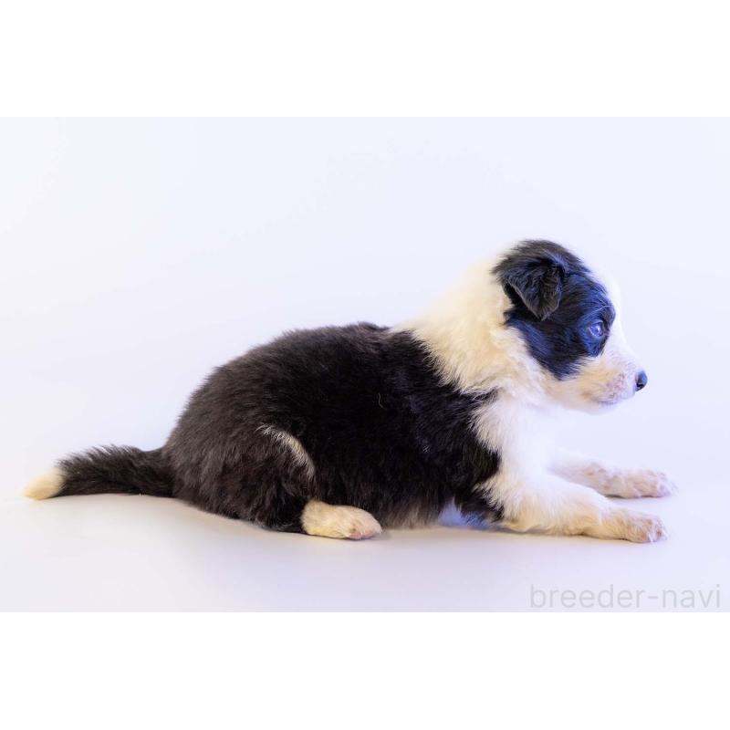 販売中の鹿児島県のボーダーコリー-448807の2枚目