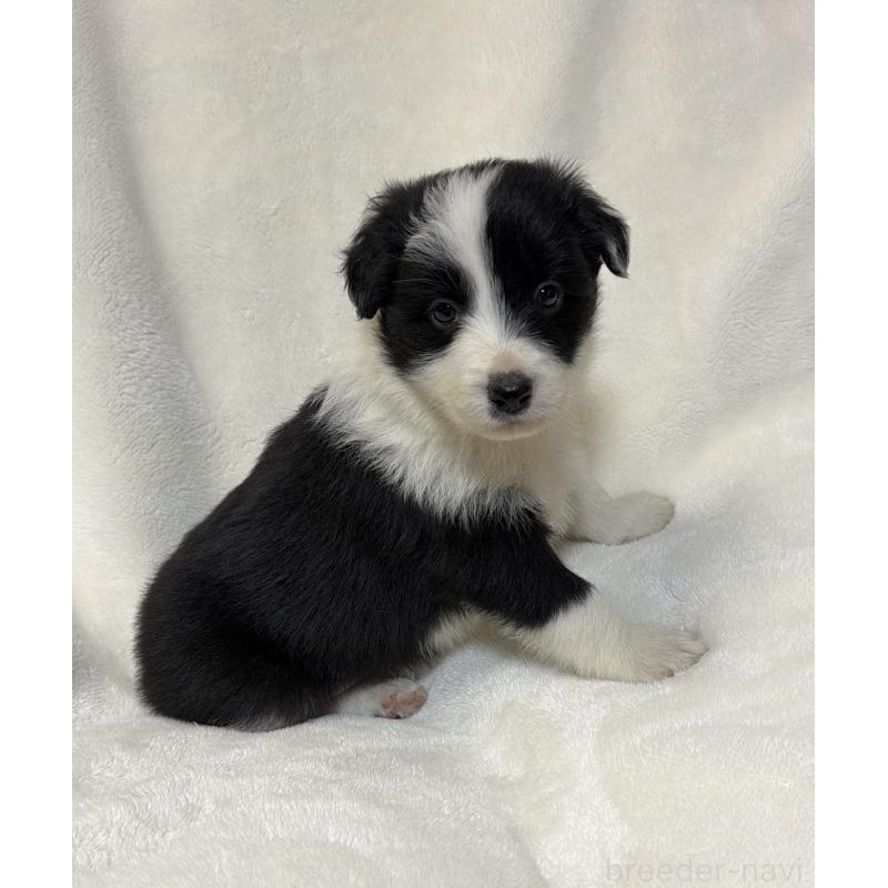 販売中の山口県のボーダーコリー-448806の2枚目