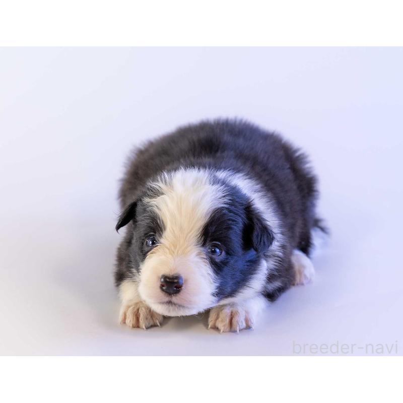 販売中の鹿児島県のボーダーコリー-448808の5枚目