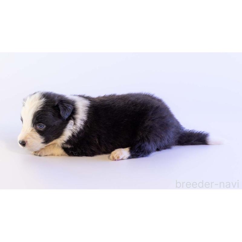 販売中の鹿児島県のボーダーコリー-448808の3枚目