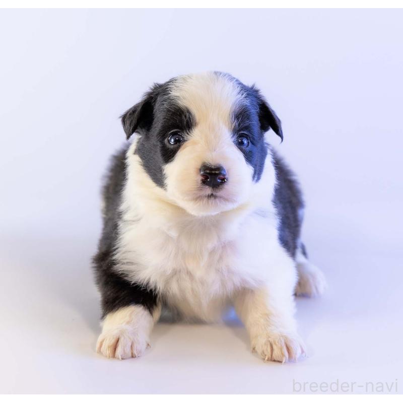 販売中の鹿児島県のボーダーコリー-448809の6枚目