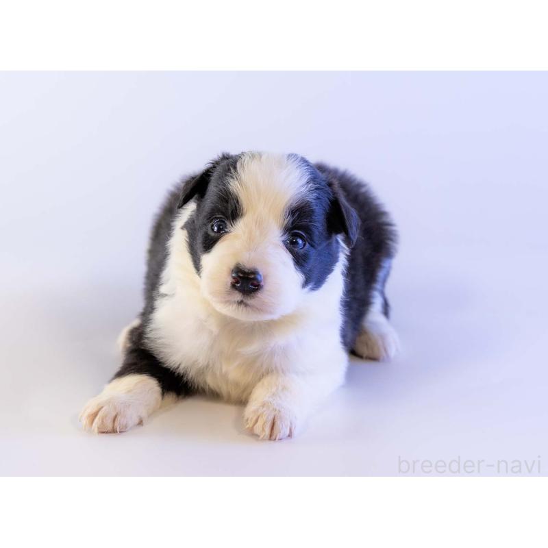 販売中の鹿児島県のボーダーコリー-448809の5枚目