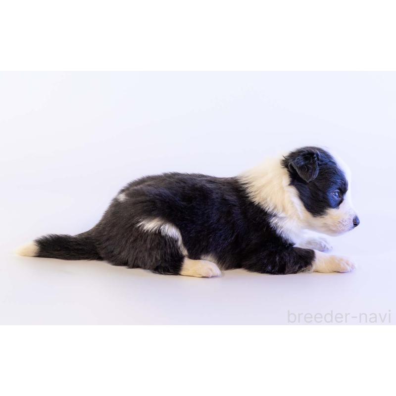 販売中の鹿児島県のボーダーコリー-448809の2枚目