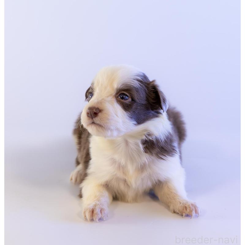 販売中の鹿児島県のボーダーコリー-448810の6枚目