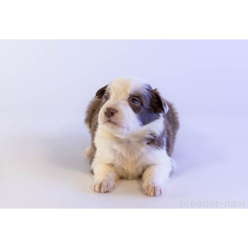 販売中の鹿児島県のボーダーコリー-448810の5枚目