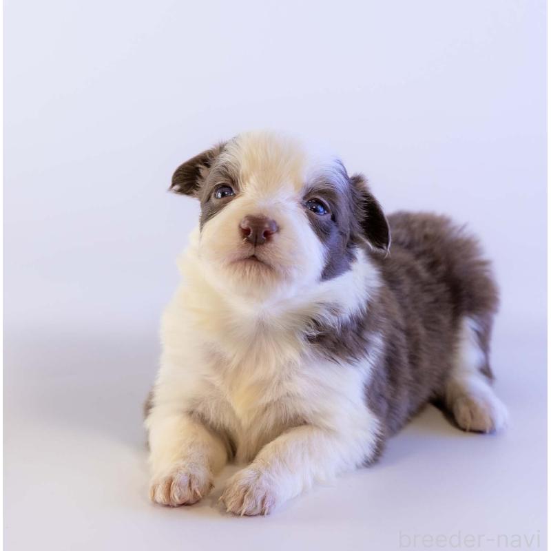 販売中の鹿児島県のボーダーコリー-448810の4枚目