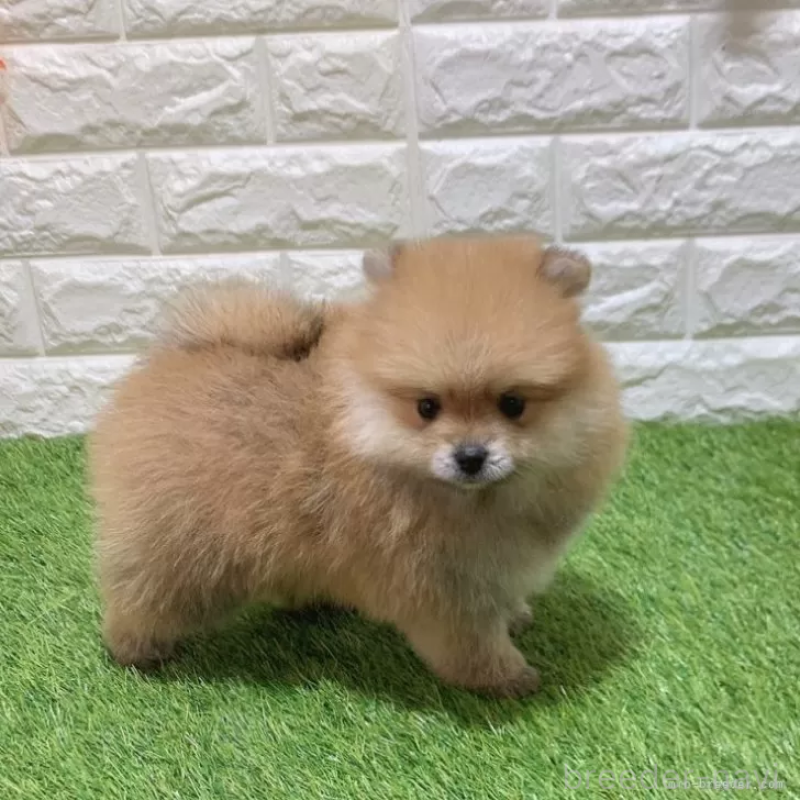 販売中の愛知県のポメラニアン-445387