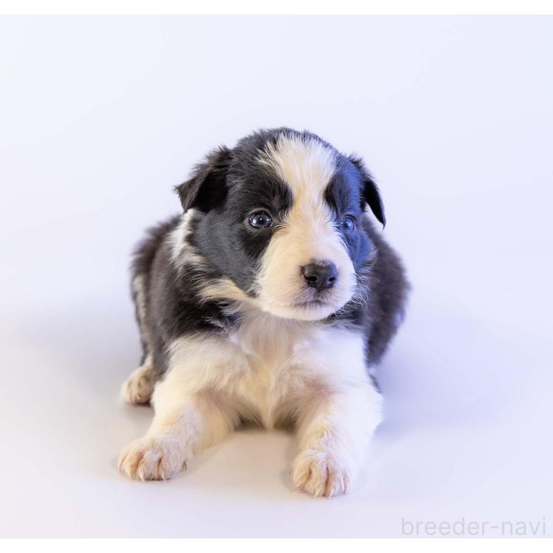 販売中の鹿児島県のボーダーコリー-448811の5枚目