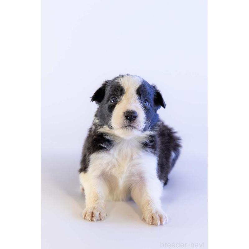 販売中の鹿児島県のボーダーコリー-448811の4枚目