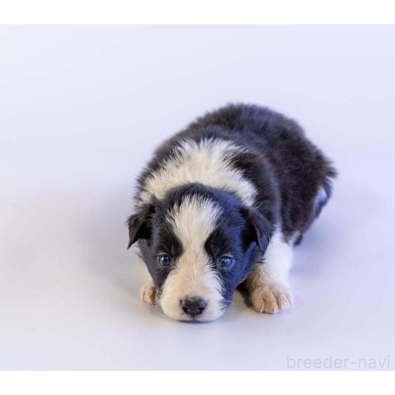 販売中の鹿児島県のボーダーコリー-448811の3枚目