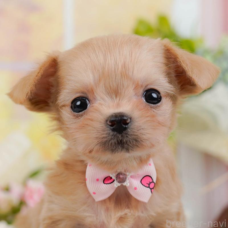 販売中の神奈川県のチワプー:チワワ×トイプードル-448816の1枚目