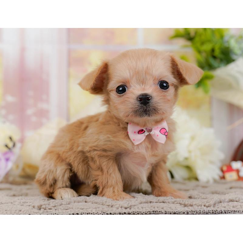 販売中の神奈川県のチワプー:チワワ×トイプードル-448816の14枚目