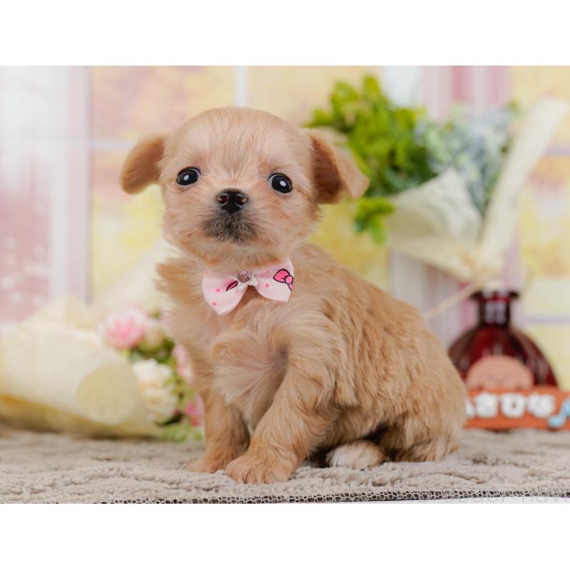 販売中の神奈川県のチワプー:チワワ×トイプードル-448816の12枚目