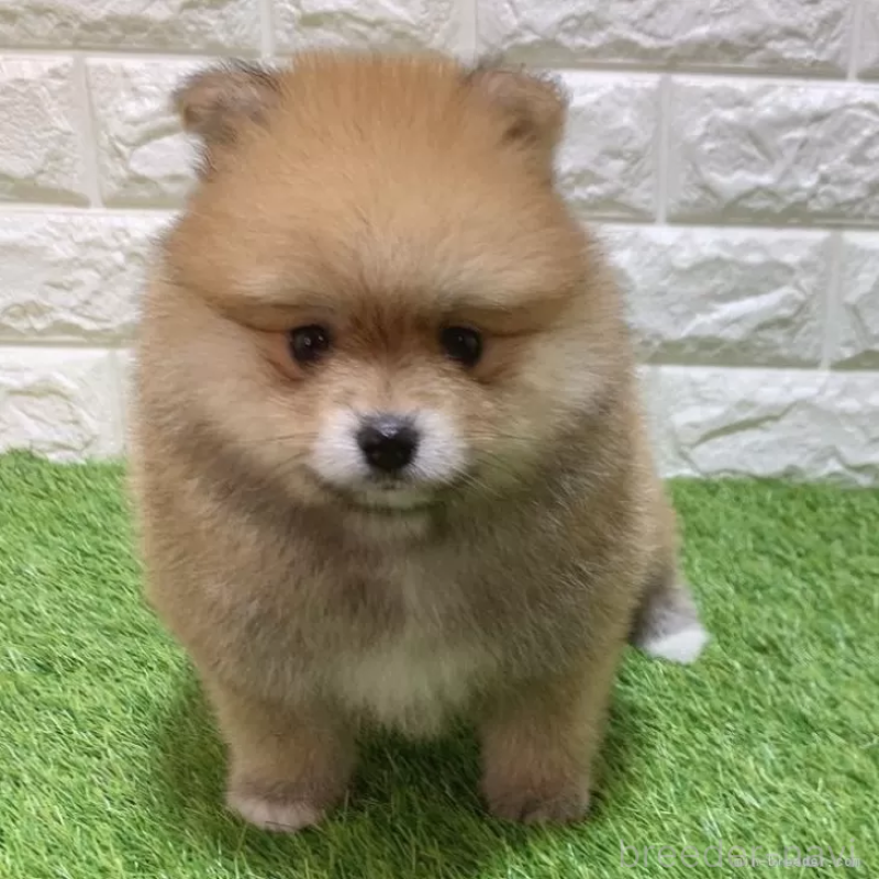 販売中の愛知県のポメラニアン-445390