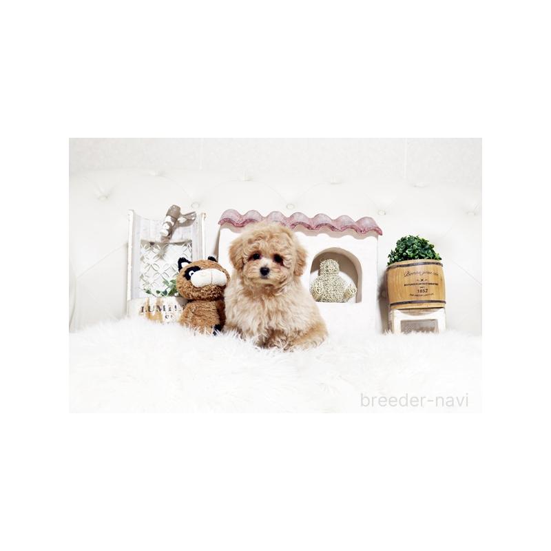 販売中の佐賀県のトイプードル-448812の5枚目