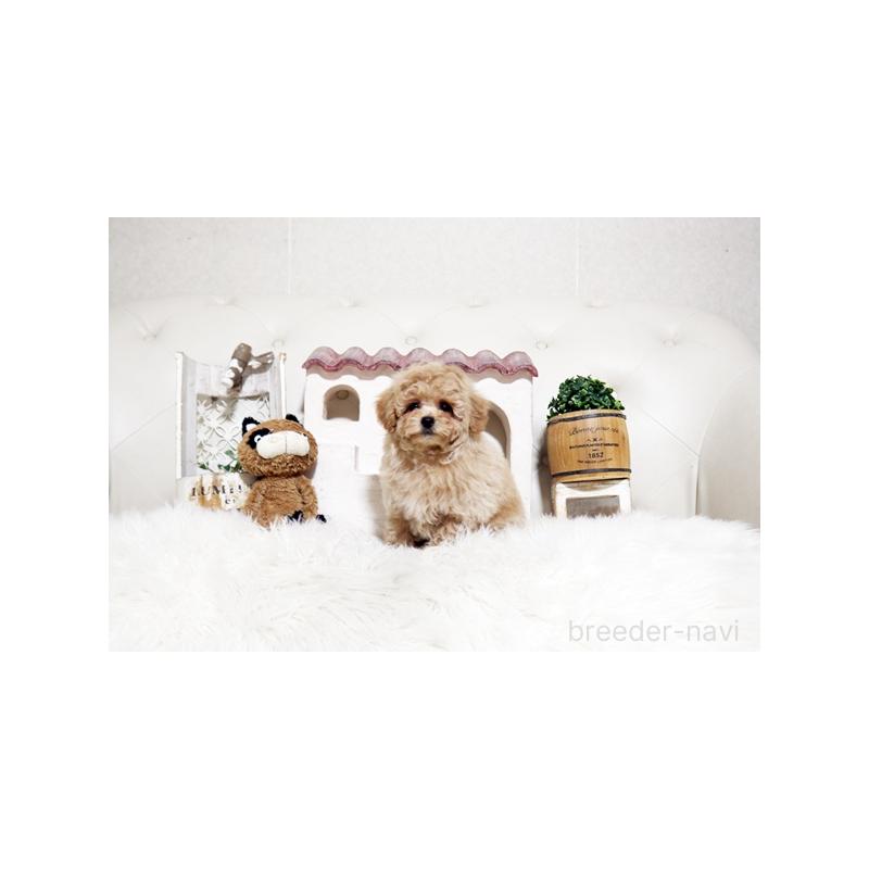 販売中の佐賀県のトイプードル-448812の4枚目