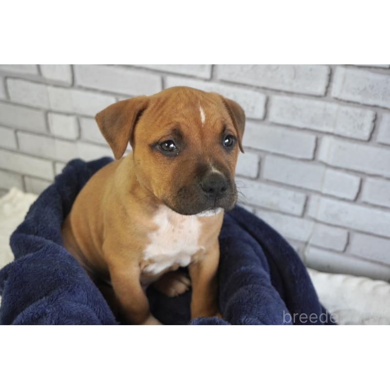 販売中の熊本県のアメリカンピットブルテリア-448813の9枚目