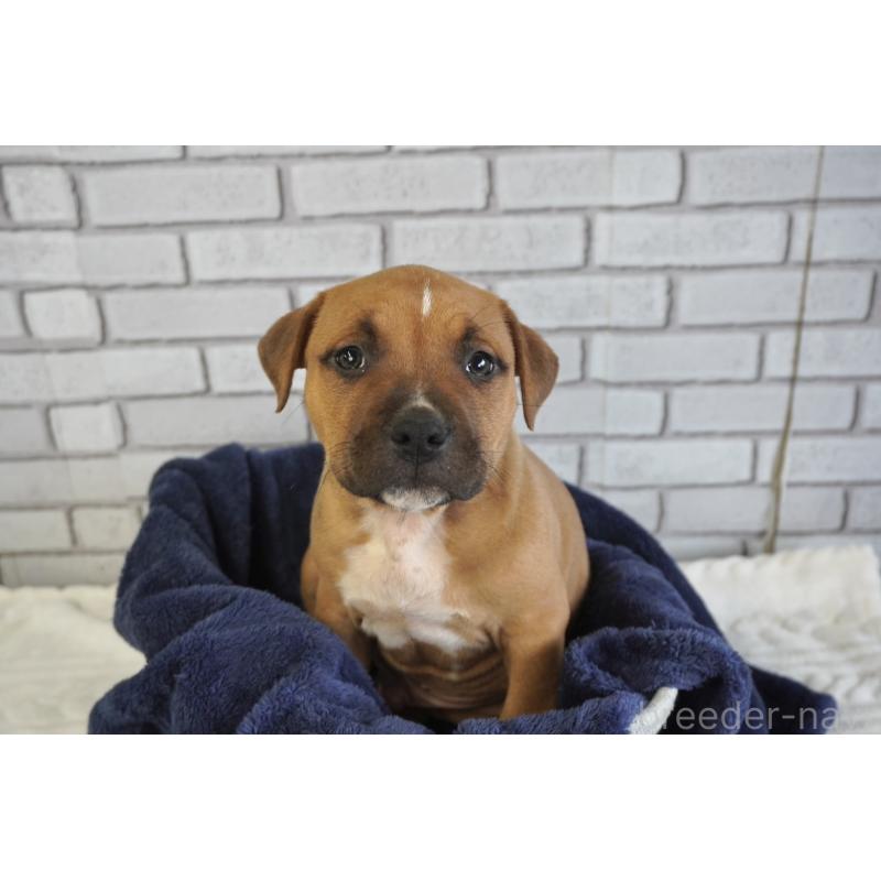 販売中の熊本県のアメリカンピットブルテリア-448813の8枚目