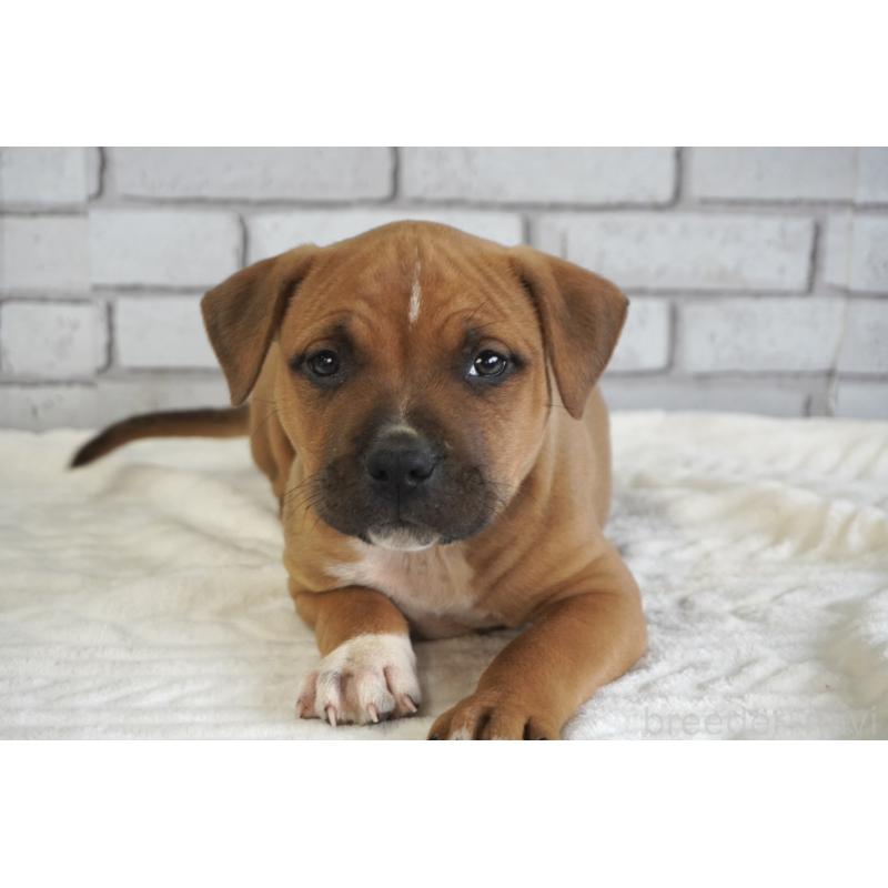 販売中の熊本県のアメリカンピットブルテリア-448813の7枚目