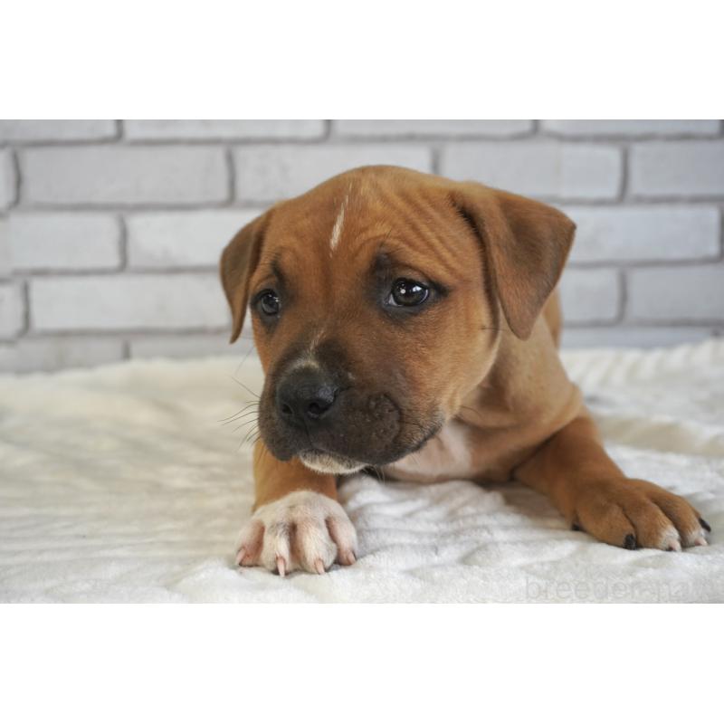 販売中の熊本県のアメリカンピットブルテリア-448813の6枚目