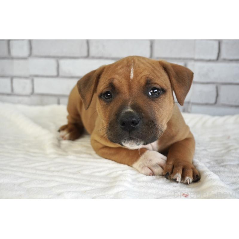 販売中の熊本県のアメリカンピットブルテリア-448813の5枚目