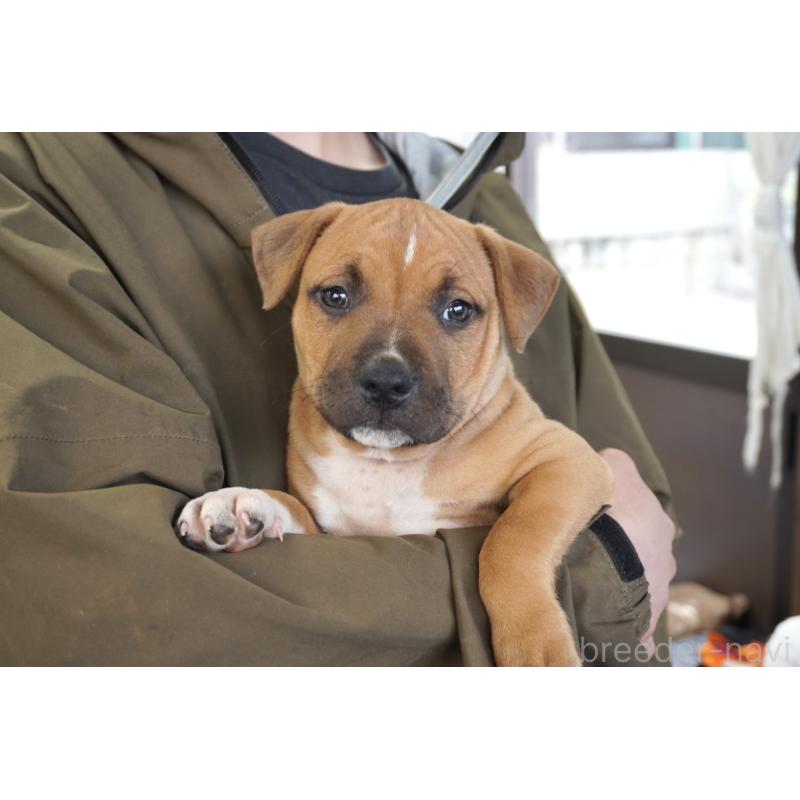 販売中の熊本県のアメリカンピットブルテリア-448813の4枚目