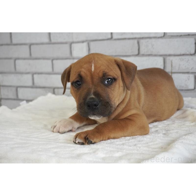 販売中の熊本県のアメリカンピットブルテリア-448813の3枚目