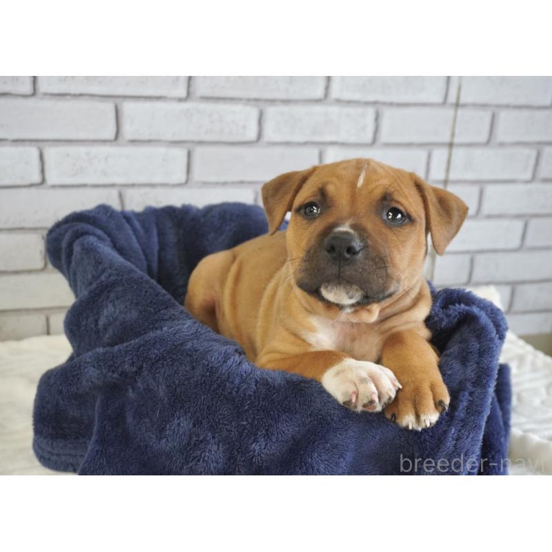 販売中の熊本県のアメリカンピットブルテリア-448813の2枚目