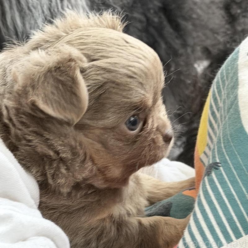 販売中の石川県のチワワ(ロングコート)-448814の6枚目