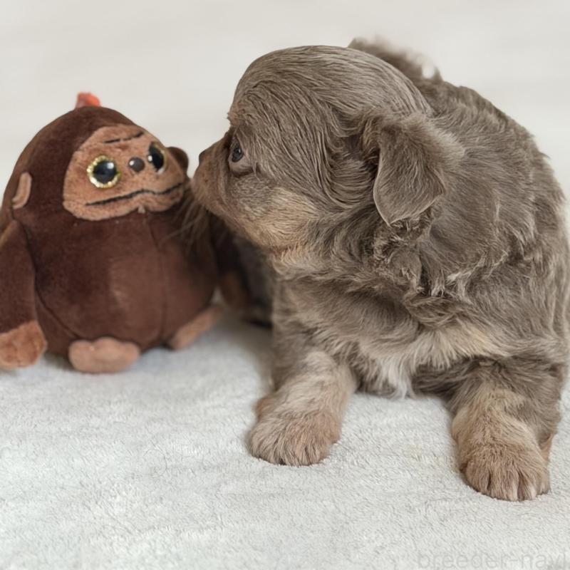 販売中の石川県のチワワ(ロングコート)-448814の5枚目