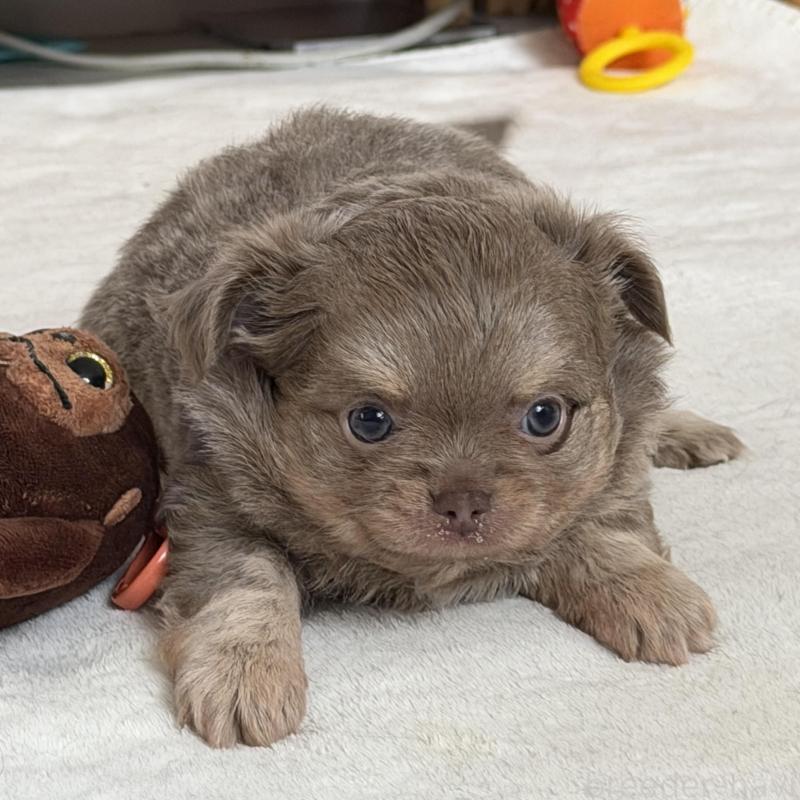 販売中の石川県のチワワ(ロングコート)-448814の4枚目