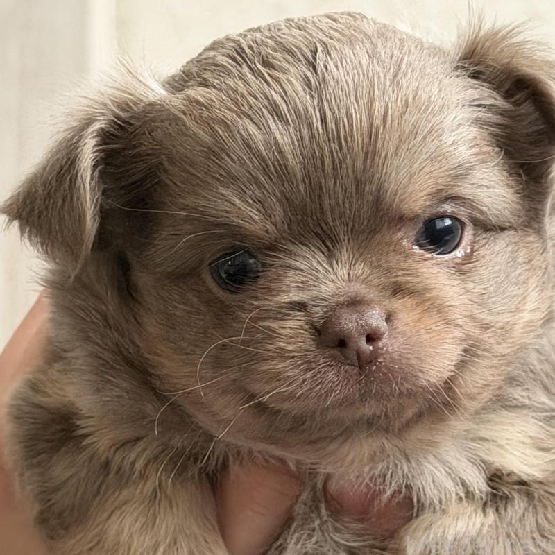 販売中の石川県のチワワ(ロングコート)-448814の3枚目